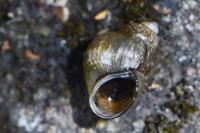 Bithynia tentaculata