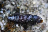 Clausilia bidentata