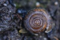 Trochulus hispidus
