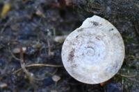 Anisus vortex