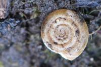 Anisus vortex