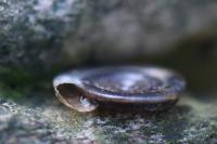 Anisus vortex