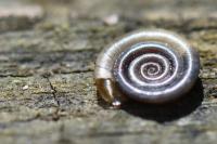 Anisus vortex