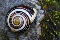 Cepaea hortensis