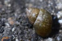 Bithynia tentaculata