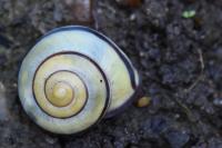 Cepaea nemoralis