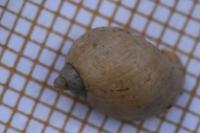 Ampullaceana balthica