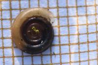 Anisus vortex