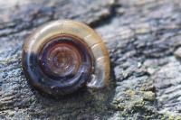 Anisus vortex