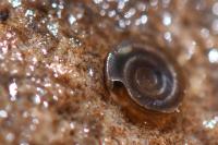 Anisus vortex