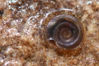 Anisus vortex
