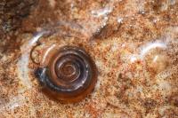 Anisus vortex