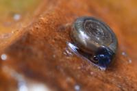 Bathyomphalus contortus