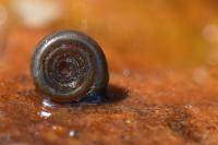 Bathyomphalus contortus