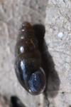 Cochlicopa lubrica