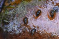 Potamopyrgus antipodarum