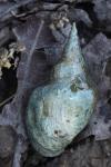 Lymnaea stagnalis