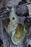 Lymnaea stagnalis