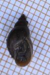 Stagnicola palustris