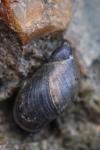 Oxyloma elegans