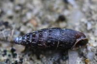 Macrogastra rolphii