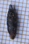 Macrogastra rolphii