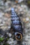Macrogastra rolphii