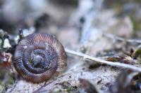Gonyodiscus rotundatus
