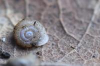 Vallonia costata