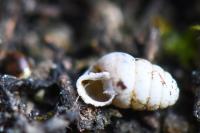 Lauria cylindracea