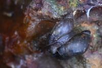 Oxyloma elegans