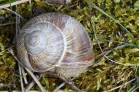 Helix pomatia
