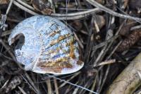 Cornu aspersum