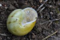 Cepaea hortensis