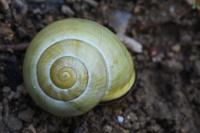 Cepaea nemoralis