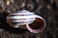 Cernuella aginnica