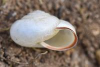 Monacha cartusiana