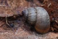 Pomatias elegans