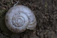 Oxychilus draparnaudi