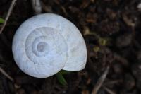 Xeroplexa intersecta