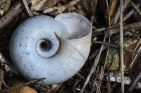Helicella itala