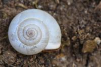 Monacha cartusiana