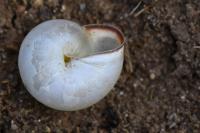 Monacha cartusiana