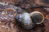 Pomatias elegans