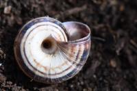 Cernuella aginnica