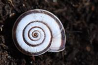 Cernuella aginnica
