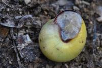 Cepaea nemoralis