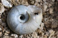 Helicella itala