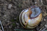 Cepaea nemoralis