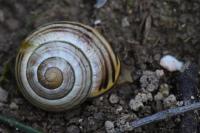 Cepaea nemoralis